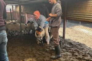 Sakız Proje Saha Çalışmaları