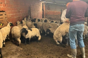 Sakız Proje Saha Çalışmaları