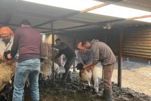 Sakız Proje Saha Çalışmaları