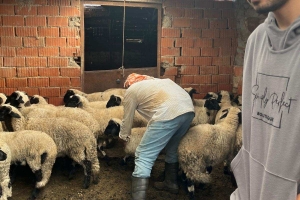 Sakız Proje Saha Çalışmaları