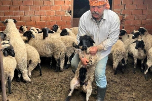 Sakız Proje Saha Çalışmaları