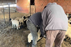 Sakız Proje Saha Çalışmaları