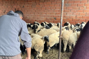 Sakız Proje Saha Çalışmaları