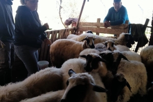 Sakız Proje Saha Çalışmaları