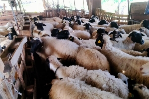 Sakız Proje Saha Çalışmaları