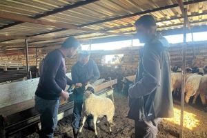 Sakız Proje Saha Çalışmaları