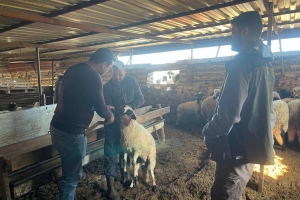 Sakız Proje Saha Çalışmaları