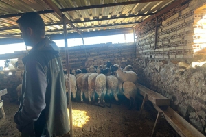 Sakız Proje Saha Çalışmaları