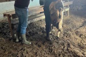 Sakız Proje Saha Çalışmaları