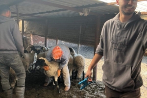 Sakız Proje Saha Çalışmaları