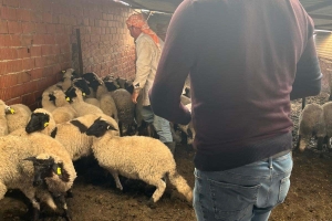 Sakız Proje Saha Çalışmaları