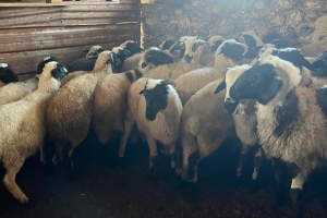 Sakız Proje Saha Çalışmaları