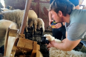 Sakız Proje Saha Çalışmaları