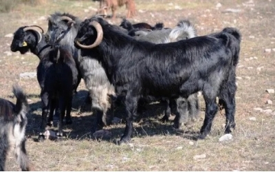 Kıl Keçisi Proje Teknik Eleman Alımı