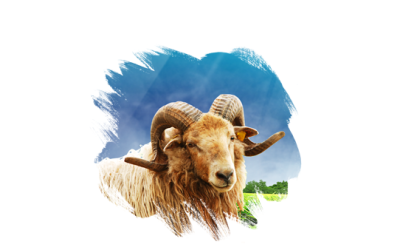 Üyelik Güncellemeleri