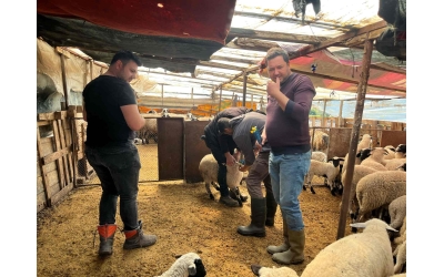 Sakız Proje Saha Çalışmaları