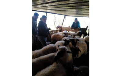 Sakız Proje Saha Çalışmaları