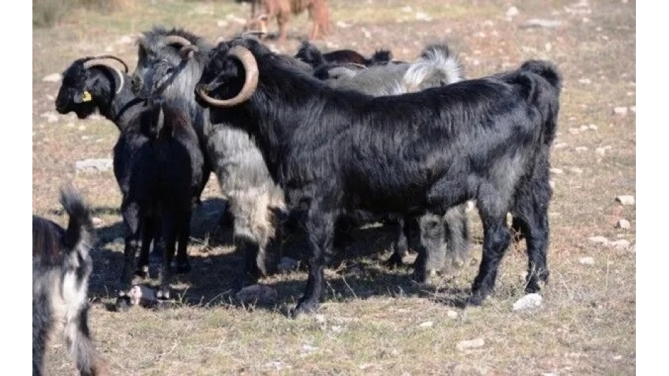 Kıl Keçisi Proje Teknik Eleman Alımı