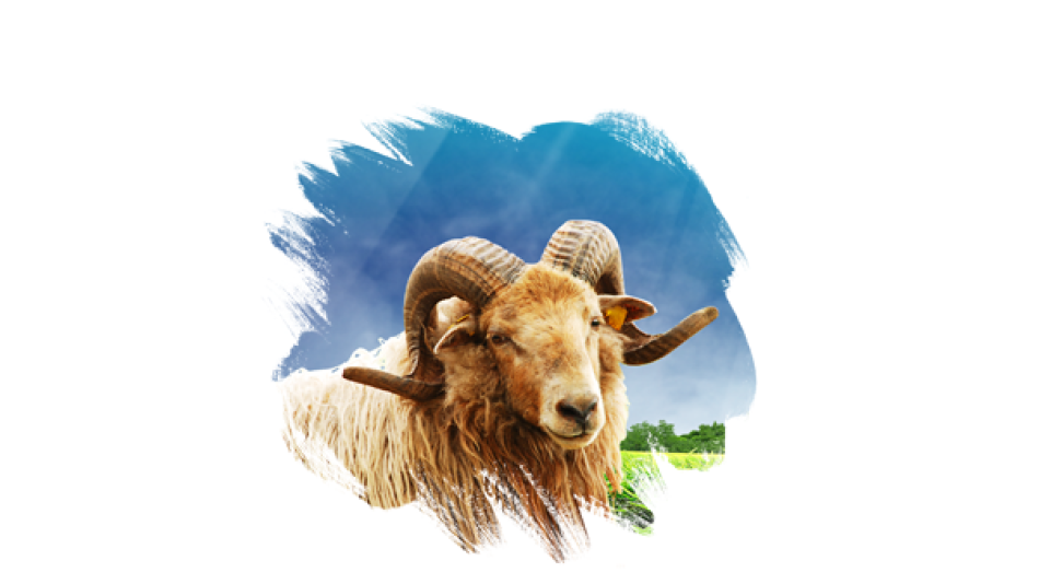 Üyelik Güncellemeleri