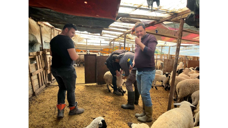 Sakız Proje Saha Çalışmaları